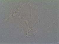 Hypsibius calcaratus image