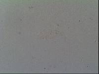 Hypsibius calcaratus image
