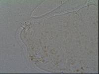 Hypsibius calcaratus image