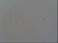 Hypsibius calcaratus image