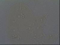 Hypsibius calcaratus image