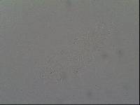 Hypsibius convergens image