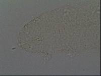 Hypsibius convergens image