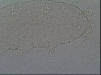 Hypsibius convergens image