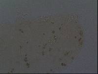Hypsibius convergens image
