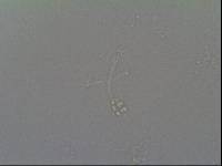 Hypsibius convergens image