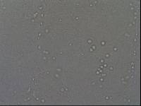 Hypsibius convergens image