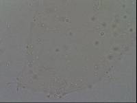 Hypsibius convergens image