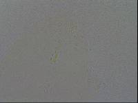 Hypsibius convergens image