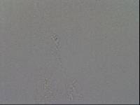Hypsibius convergens image