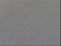 Hypsibius convergens image