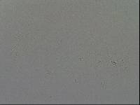 Hypsibius convergens image