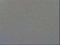 Hypsibius convergens image