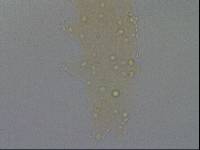 Hypsibius convergens image