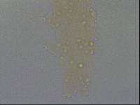 Hypsibius convergens image