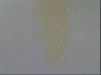 Hypsibius convergens image