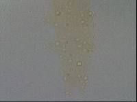 Hypsibius convergens image