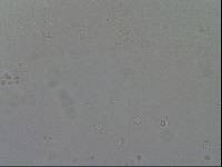 Hypsibius convergens image