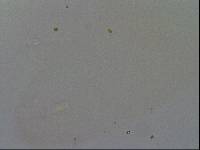 Hypsibius convergens image
