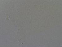 Hypsibius convergens image