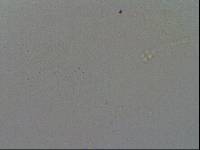 Hypsibius convergens image