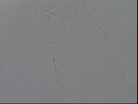 Hypsibius convergens image