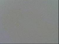 Hypsibius convergens image