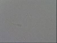 Hypsibius convergens image