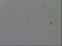 Hypsibius convergens image