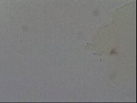 Hypsibius convergens image