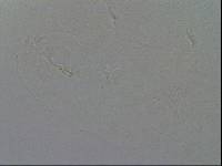 Hypsibius convergens image