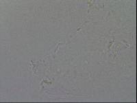 Hypsibius convergens image