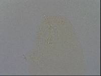 Hypsibius convergens image