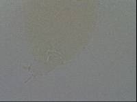 Hypsibius convergens image