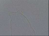 Hypsibius convergens image