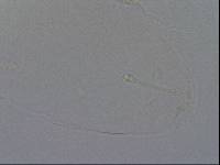 Hypsibius convergens image