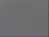 Hypsibius convergens image