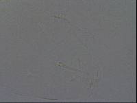 Hypsibius convergens image