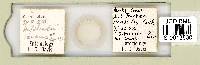 Macrobiotus recens image
