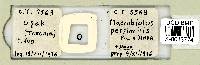 Media resource of Macrobiotus persimilis