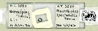 Macrobiotus spectabilis image