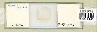 Milnesium tardigradum image