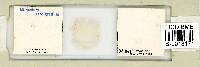 Milnesium tardigradum image
