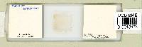 Milnesium tardigradum image