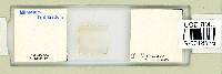 Milnesium tardigradum image