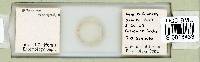 Milnesium tardigradum image