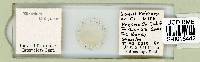 Milnesium tardigradum image