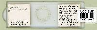 Milnesium tardigradum image