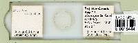 Milnesium tardigradum image