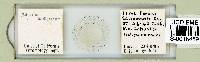 Milnesium tardigradum image